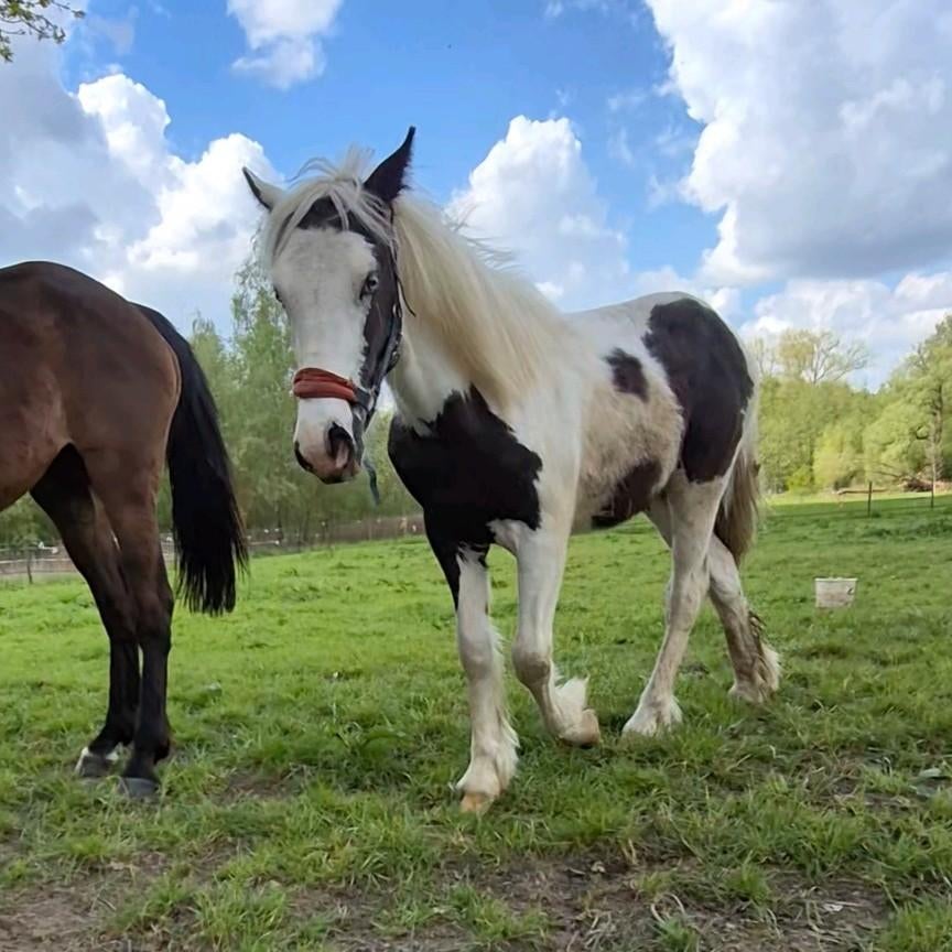 Tinker hengst met mooie blauwe ogen en top karakter, Dieren en Toebehoren, Paarden, Hengst, Onbeleerd, 160 tot 165 cm, 0 tot 2 jaar