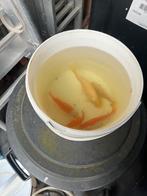 Goedvissen, Dieren en Toebehoren