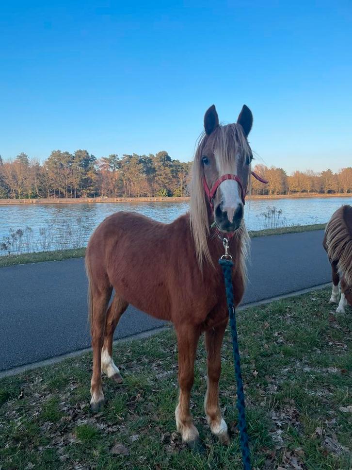 Prachtige pony, merrie, Dieren en Toebehoren, Pony's, Merrie