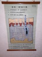 Antieke schoolkaart de huid, Ophalen of Verzenden