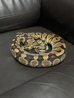 Ball python, Animaux & Accessoires, Serpent
