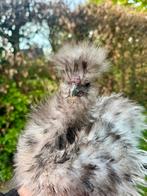 Prachtige usa zijdehoen haantjes, Animaux & Accessoires, Mâle, Poule ou poulet