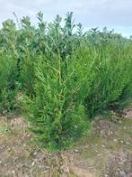Thuja plicata Atrovirens, Ophalen, Haag