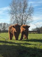 schotse hooglanders stiertjes., Animaux & Accessoires, Bovins