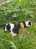 Jonge cavia’s, Dieren en Toebehoren, Knaagdieren, Meerdere dieren, Tam, Maart, Cavia