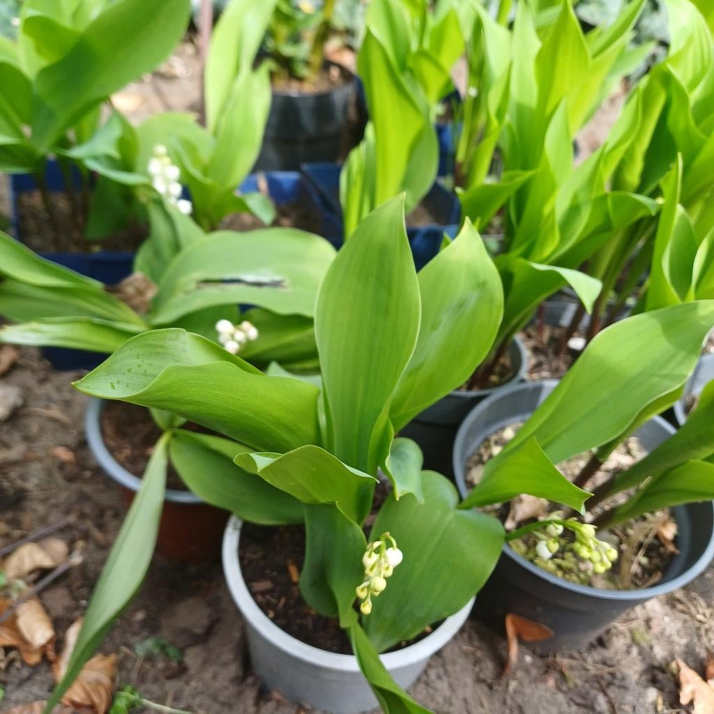 Meiklokjes, Tuin en Terras, Ophalen, Vaste plant, Halfschaduw