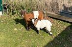 Jong geitje te koop, Dieren en Toebehoren, Vrouwelijk, Geit, 0 tot 2 jaar