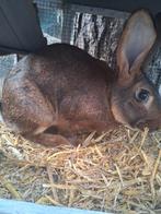 Mooie konijnen, Dieren en Toebehoren, Konijnen