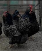 Broedeieren barnevelder