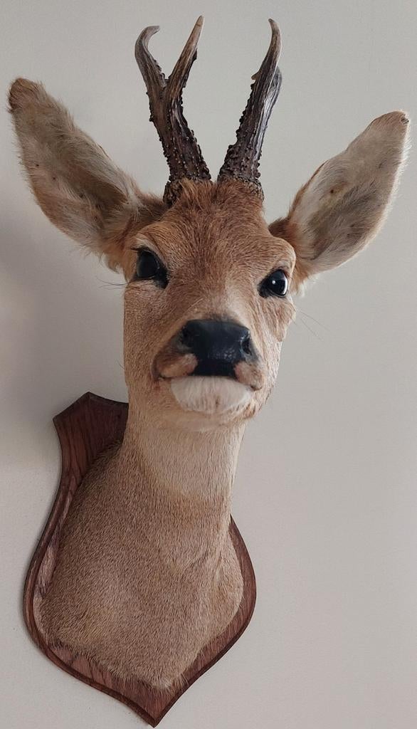 Prachtige Opgezette hertekop, Ophalen