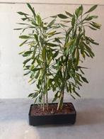 plant, Ophalen, 200 cm of meer, Overige soorten, In pot