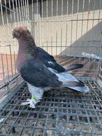 Super cift tepe mor bas, Dieren en Toebehoren