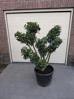 Prunus in Pompon vorm, Jardin & Terrasse, Plantes | Jardin, Enlèvement, Mi-ombre