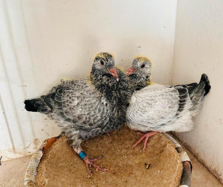 Koppel Grijze, Animaux & Accessoires, Oiseaux | Pigeons, Pigeon voyageur, Plusieurs animaux