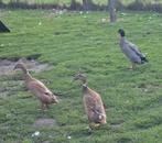 Canards indiens en train de faire éclore leurs œufs, Sexe inconnu, Canard