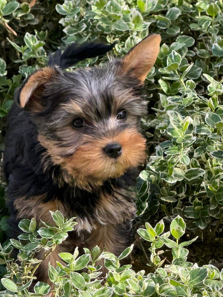 Yorkshire puppys, Parvo, België, Overige rassen, 8 tot 15 weken