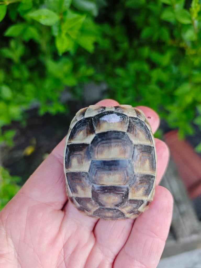 Landschildpad: Testudo Marginata Sarda