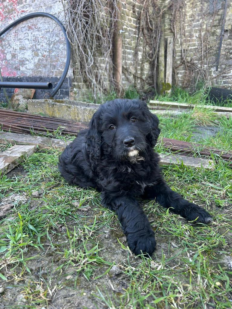 Mooie zwarte goldendoodle pups!, Animaux & Accessoires, Chiens | Retrievers, Épagneuls & Chiens d'eau, Golden retriever, Chien (mâle)