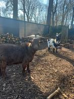 2 gecastreerde bokjes, Dieren en Toebehoren, Mannelijk, Geit, 3 tot 5 jaar
