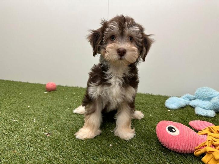 Havanezer pups, Dieren en Toebehoren, Honden | Chihuahua's en Gezelschapshonden, Meerdere dieren, Overige rassen, Fokker | Professioneel