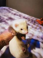 Half Angora moertje, Février, Femelle