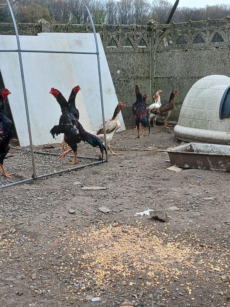 Shamo hanen en kippen van 2025, Dieren en Toebehoren