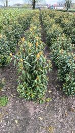 Prunus lusitanica angustifolia 60/80 (portugese laurier), Tuin en Terras, Ophalen, Laurier