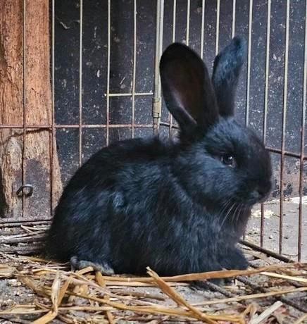 6 vlaamse reusjes mogen bijna verhuizen., Dieren en Toebehoren, Konijnen, Groot, Meerdere dieren, 0 tot 2 jaar
