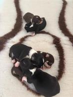 Prachtige chihuahua puppy’s, België, Particulier, 8 tot 15 weken, Meerdere dieren