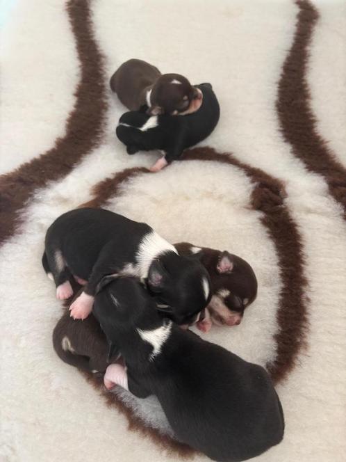 Prachtige chihuahua puppy’s, Dieren en Toebehoren, Honden | Chihuahua's en Gezelschapshonden, Meerdere dieren, Chihuahua, Particulier