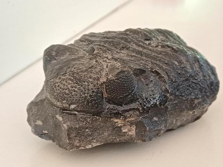 Drotops trilobiet, Verzamelen, Mineralen en Fossielen, Fossiel, Ophalen of Verzenden