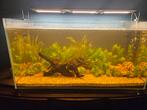 Aquarium, 250l, 250liter., Dieren en Toebehoren, Ophalen