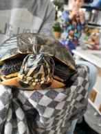 Waterschildpad, Dieren en Toebehoren, Reptielen en Amfibieën, Schildpad, Met terrarium, 3 tot 6 jaar