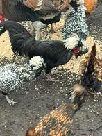 Koppel hollandse kuifhoen, Kip