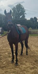 Jument trotteuse, Dieren en Toebehoren, Ophalen of Verzenden