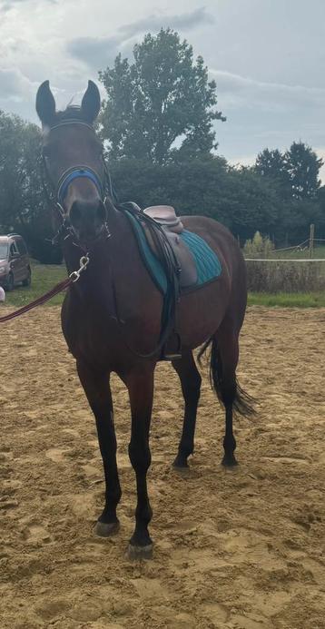 Jument trotteuse  beschikbaar voor biedingen