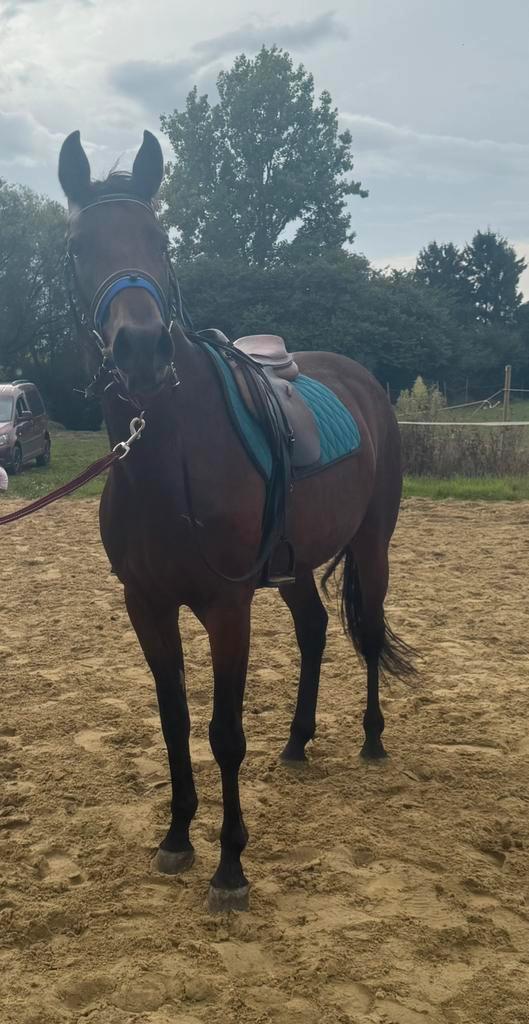 Jument trotteuse, Dieren en Toebehoren, Paarden en Pony's | Verzorgingsproducten, Ophalen of Verzenden