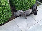 Franse bulldog puppy's, Dieren en Toebehoren, Honden | Bulldogs, Pinschers en Molossers, België, CDV (hondenziekte), 8 tot 15 weken
