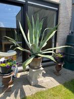 Agave in pot, Tuin en Terras, Ophalen, Vaste plant, Overige soorten, Volle zon
