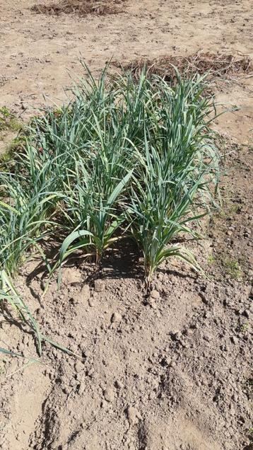 preiplanten te koop beschikbaar voor biedingen