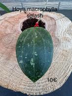 Hoya macrophylla splash, Ophalen of Verzenden