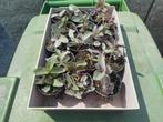 planten, Tuin en Terras, Planten | Tuinplanten, Vaste plant, Ophalen of Verzenden, Klimplanten, Volledige schaduw