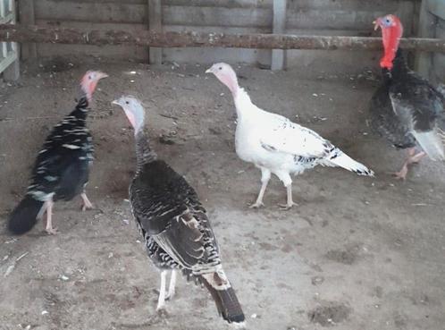 Nu reserveren: Kalkoenkuikens (gemengd), Dieren en Toebehoren, Pluimvee, Kalkoen, Geslacht onbekend