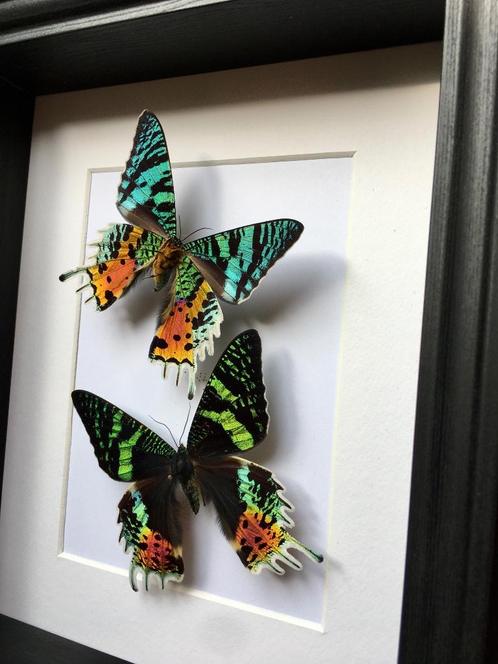 Envol de Papillons Urania Chrysiridia Ripheus XL recto/verso, Collections, Collections Animaux, Neuf, Animal empaillé, Insecte