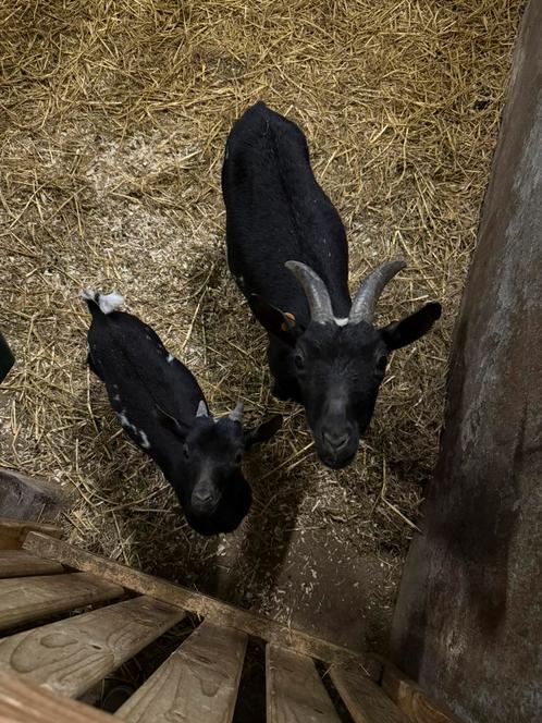 Dwerggeit met lammetje, Dieren en Toebehoren, Schapen, Geiten en Varkens, Geit