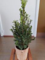 Gratis klein kerstboompje om in tuin te planten, Maison & Meubles, Plantes d'intérieur, Enlèvement