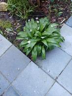 Stekjes daslook, Ophalen of Verzenden, Vaste plant
