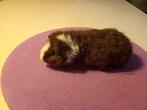 Us Teddy beertje 4 weken., Dieren en Toebehoren, Knaagdieren, Cavia, Mannelijk, Mei, Tam