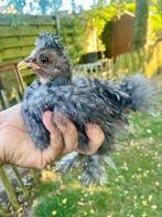 Jonge USA zijdehoen haantjes, Dieren en Toebehoren, Pluimvee, Mannelijk, Kip