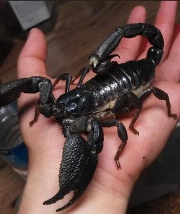 Aziatische bosschorpioenen beschikbaar, hanteerbaar. beschikbaar voor biedingen